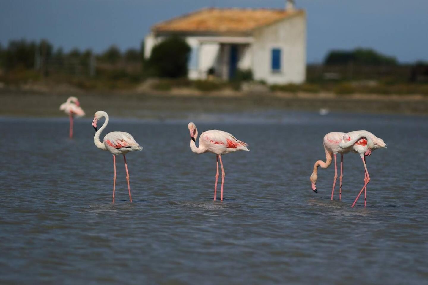 Le Mas de Peaudure au coeur de la Camargue Arles Extérieur photo