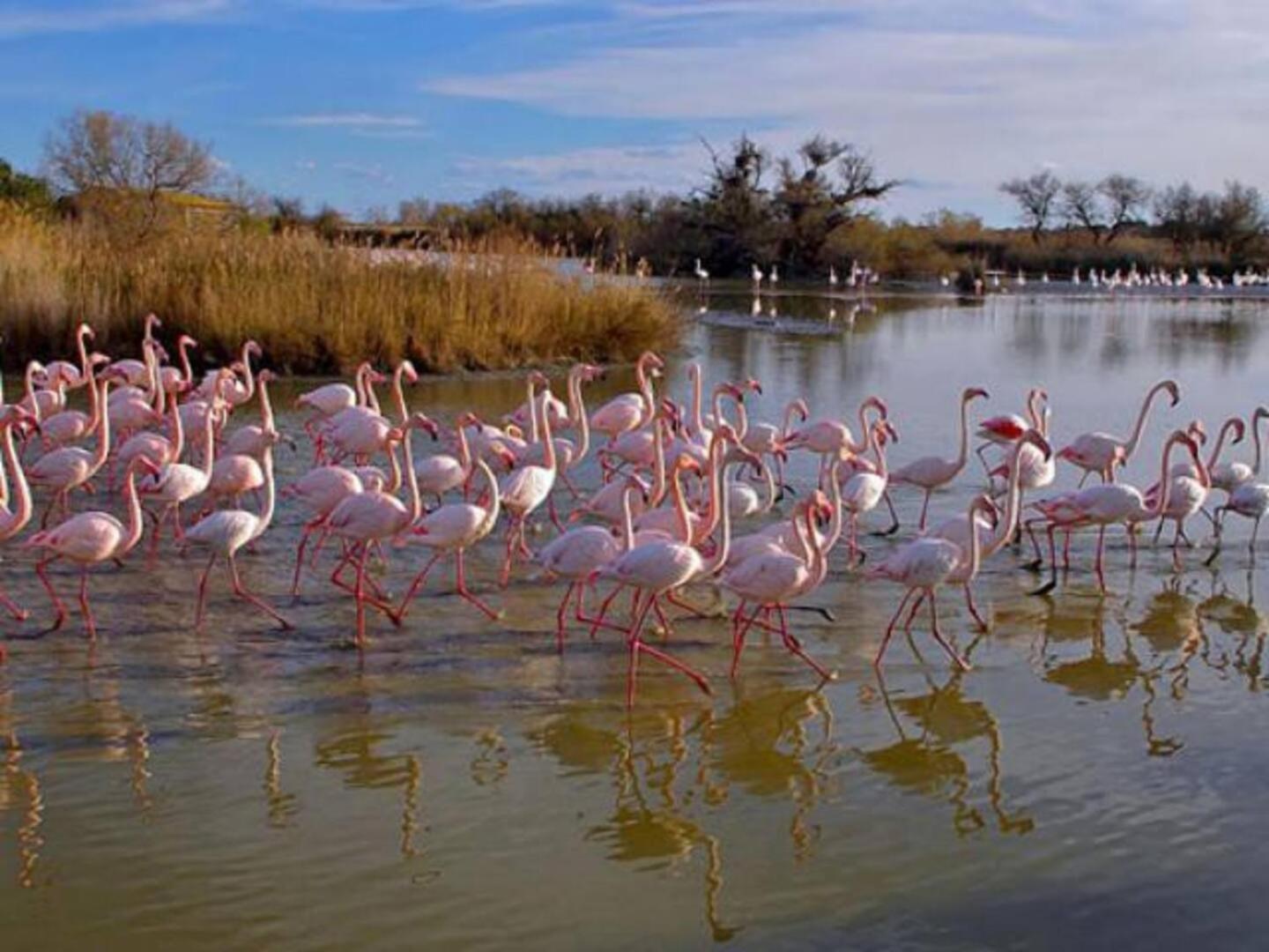 Le Mas de Peaudure au coeur de la Camargue Arles Extérieur photo